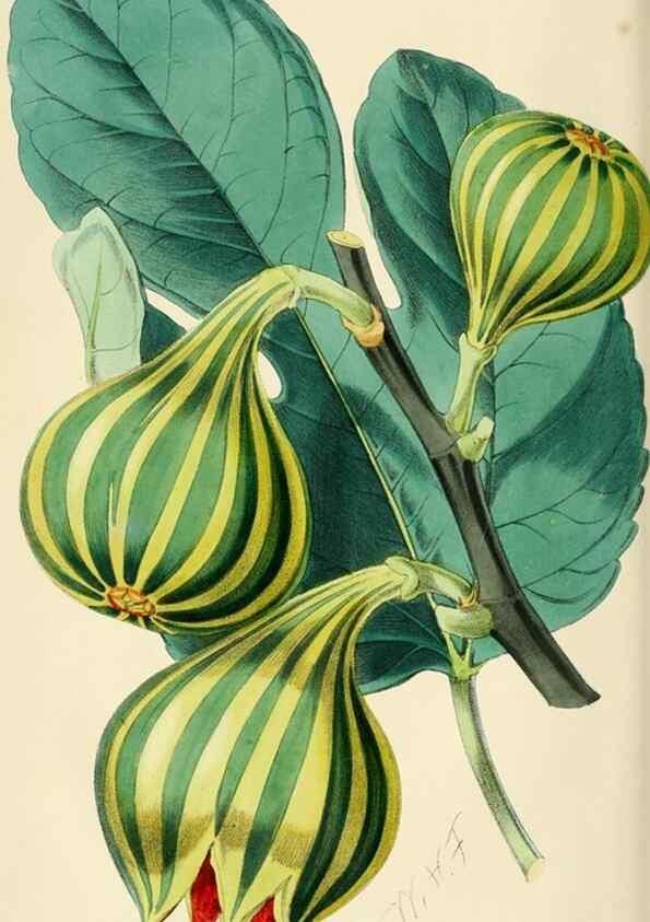 Reproducción/Reproduction 7375134454: The florist and pomologist.. London :""Journal of Horticulture"" Office,1863-1879.