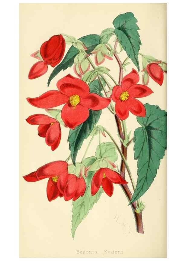 Reproducción/Reproduction 7375136570: The florist and pomologist.. London :""Journal of Horticulture"" Office,1863-1879.