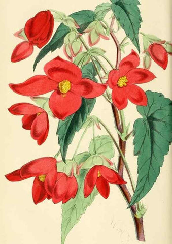 Reproducción/Reproduction 7375136570: The florist and pomologist.. London :""Journal of Horticulture"" Office,1863-1879.