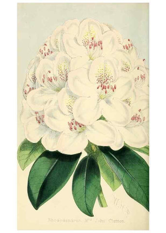 Reproducción/Reproduction 7189897079: The florist and pomologist.. London :""Journal of Horticulture"" Office,1863-1879.