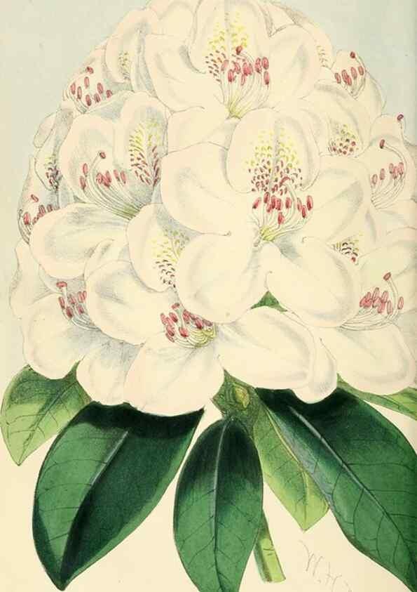 Reproducción/Reproduction 7189897079: The florist and pomologist.. London :""Journal of Horticulture"" Office,1863-1879.