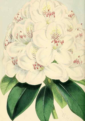 Reproducción/Reproduction 7189897079: The florist and pomologist.. London :""Journal of Horticulture"" Office,1863-1879.