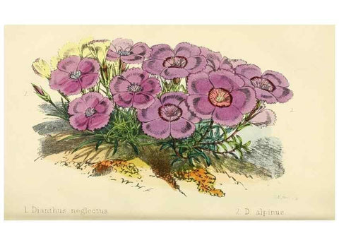 Reproducción/Reproduction 7189900781: The florist and pomologist.. London :""Journal of Horticulture"" Office,1863-1879.