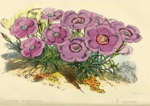 Reproducción/Reproduction 7189900781: The florist and pomologist.. London :""Journal of Horticulture"" Office,1863-1879.