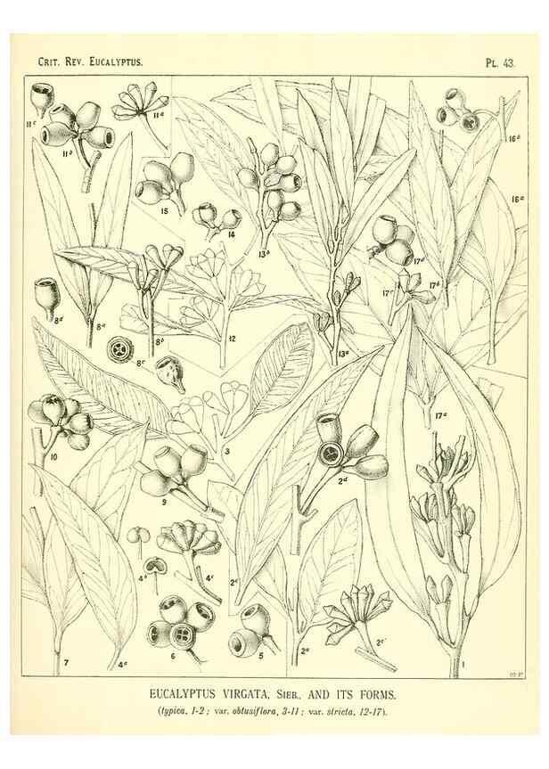 Reproducción/Reproduction 7374883922: A critical revision of the genus Eucalyptus,. Sydney,W. A. Gullick, government printer,1903-1933.