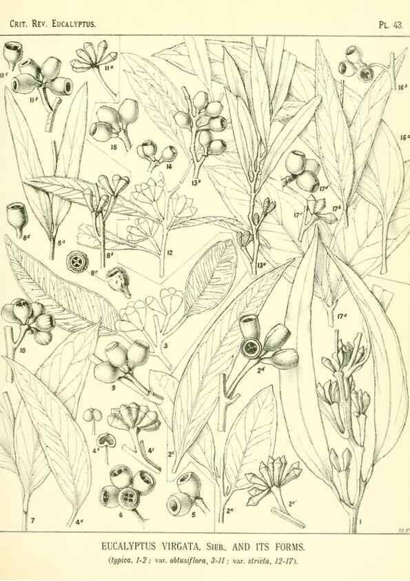 Reproducción/Reproduction 7374883922: A critical revision of the genus Eucalyptus,. Sydney,W. A. Gullick, government printer,1903-1933.
