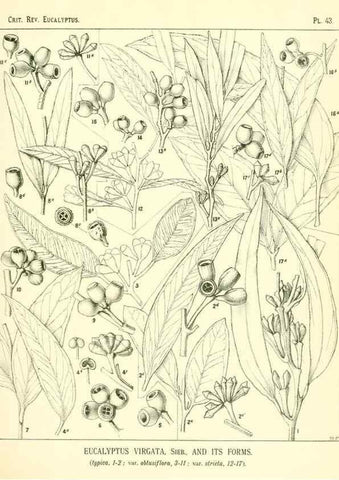 Reproducción/Reproduction 7374883922: A critical revision of the genus Eucalyptus,. Sydney,W. A. Gullick, government printer,1903-1933.