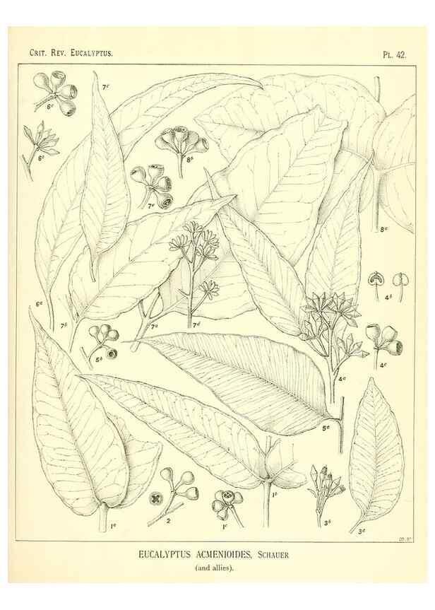 Reproducción/Reproduction 7189640609: A critical revision of the genus Eucalyptus,. Sydney,W. A. Gullick, government printer,1903-1933.