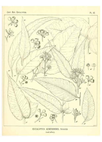 Reproducción/Reproduction 7189640609: A critical revision of the genus Eucalyptus,. Sydney,W. A. Gullick, government printer,1903-1933.