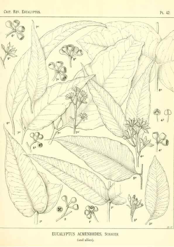 Reproducción/Reproduction 7189640609: A critical revision of the genus Eucalyptus,. Sydney,W. A. Gullick, government printer,1903-1933.