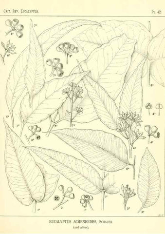 Reproducción/Reproduction 7189640609: A critical revision of the genus Eucalyptus,. Sydney,W. A. Gullick, government printer,1903-1933.