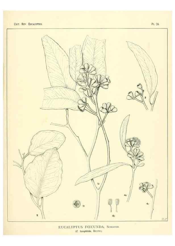 Reproducción/Reproduction 7374811384: A critical revision of the genus Eucalyptus,. Sydney,W. A. Gullick, government printer,1903-1933.