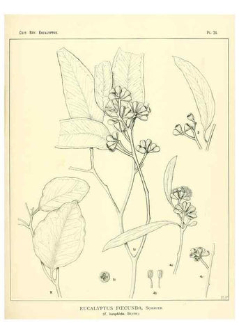 Reproducción/Reproduction 7374811384: A critical revision of the genus Eucalyptus,. Sydney,W. A. Gullick, government printer,1903-1933.