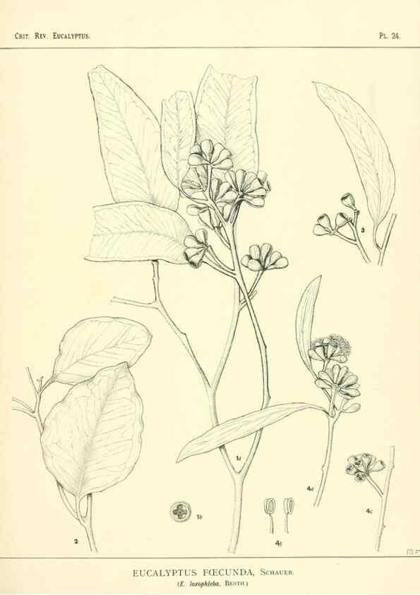 Reproducción/Reproduction 7374811384: A critical revision of the genus Eucalyptus,. Sydney,W. A. Gullick, government printer,1903-1933.