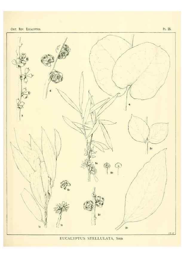 Reproducción/Reproduction 7374825710: A critical revision of the genus Eucalyptus,. Sydney,W. A. Gullick, government printer,1903-1933.