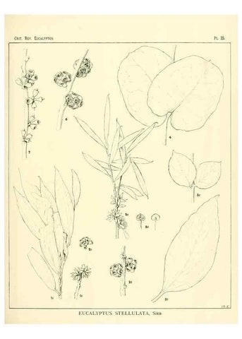 Reproducción/Reproduction 7374825710: A critical revision of the genus Eucalyptus,. Sydney,W. A. Gullick, government printer,1903-1933.