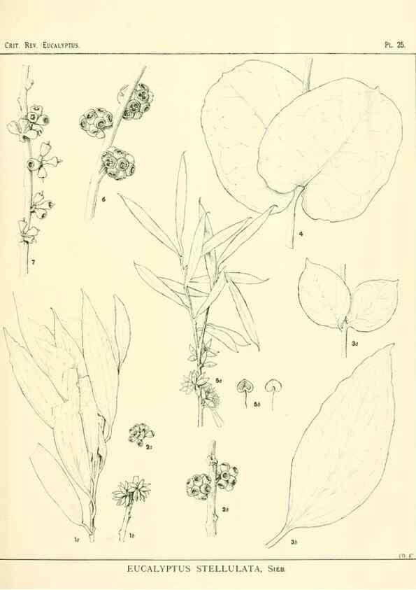 Reproducción/Reproduction 7374825710: A critical revision of the genus Eucalyptus,. Sydney,W. A. Gullick, government printer,1903-1933.