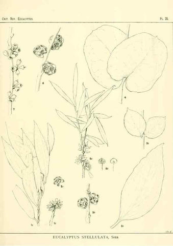 Reproducción/Reproduction 7374825710: A critical revision of the genus Eucalyptus,. Sydney,W. A. Gullick, government printer,1903-1933.
