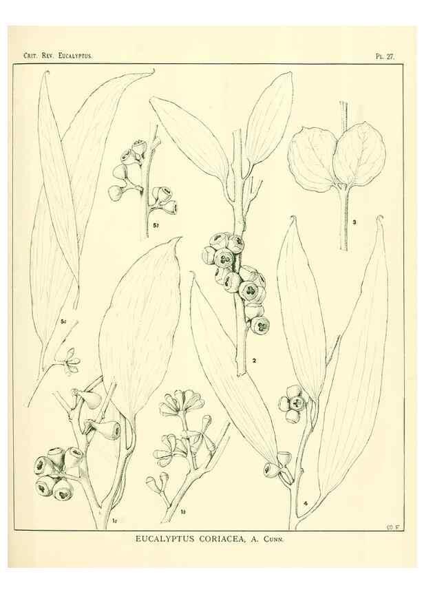Reproducción/Reproduction 7374828764: A critical revision of the genus Eucalyptus,. Sydney,W. A. Gullick, government printer,1903-1933.