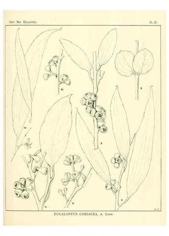 Reproducción/Reproduction 7374828764: A critical revision of the genus Eucalyptus,. Sydney,W. A. Gullick, government printer,1903-1933.