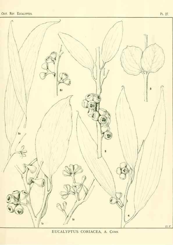 Reproducción/Reproduction 7374828764: A critical revision of the genus Eucalyptus,. Sydney,W. A. Gullick, government printer,1903-1933.