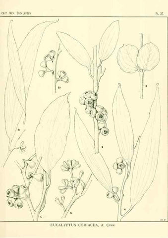 Reproducción/Reproduction 7374828764: A critical revision of the genus Eucalyptus,. Sydney,W. A. Gullick, government printer,1903-1933.