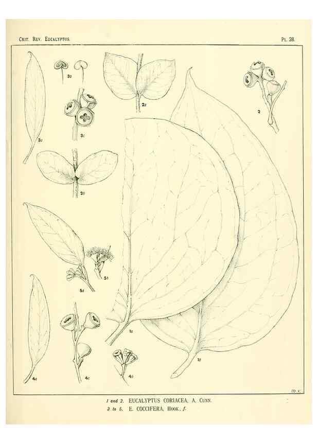 Reproducción/Reproduction 7374863172: A critical revision of the genus Eucalyptus,. Sydney,W. A. Gullick, government printer,1903-1933.