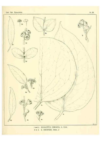 Reproducción/Reproduction 7374863172: A critical revision of the genus Eucalyptus,. Sydney,W. A. Gullick, government printer,1903-1933.