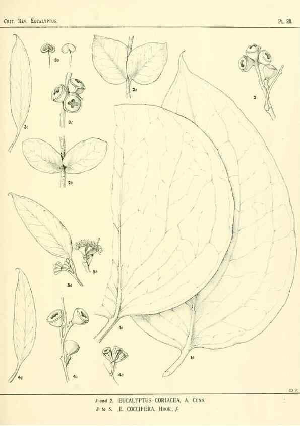 Reproducción/Reproduction 7374863172: A critical revision of the genus Eucalyptus,. Sydney,W. A. Gullick, government printer,1903-1933.