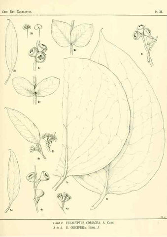 Reproducción/Reproduction 7374863172: A critical revision of the genus Eucalyptus,. Sydney,W. A. Gullick, government printer,1903-1933.
