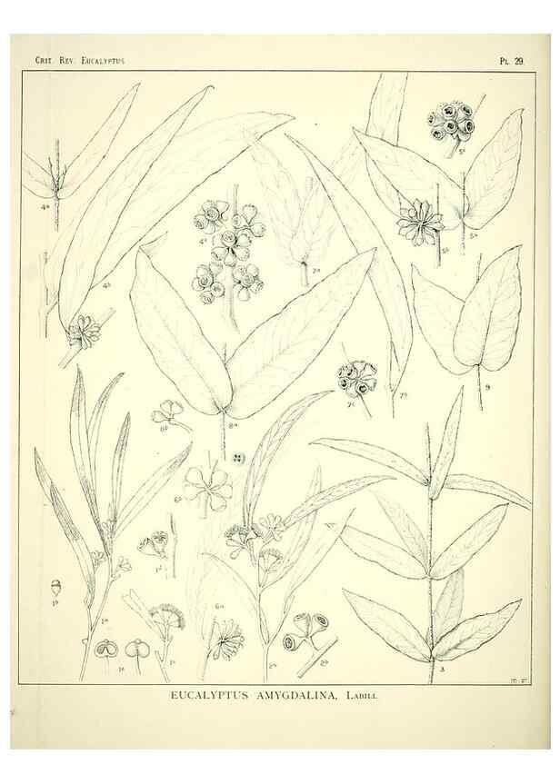 Reproducción/Reproduction 7374864302: A critical revision of the genus Eucalyptus,. Sydney,W. A. Gullick, government printer,1903-1933.