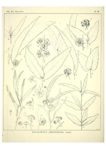 Reproducción/Reproduction 7374864302: A critical revision of the genus Eucalyptus,. Sydney,W. A. Gullick, government printer,1903-1933.