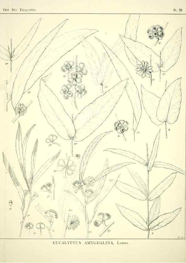Reproducción/Reproduction 7374864302: A critical revision of the genus Eucalyptus,. Sydney,W. A. Gullick, government printer,1903-1933.