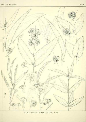 Reproducción/Reproduction 7374864302: A critical revision of the genus Eucalyptus,. Sydney,W. A. Gullick, government printer,1903-1933.