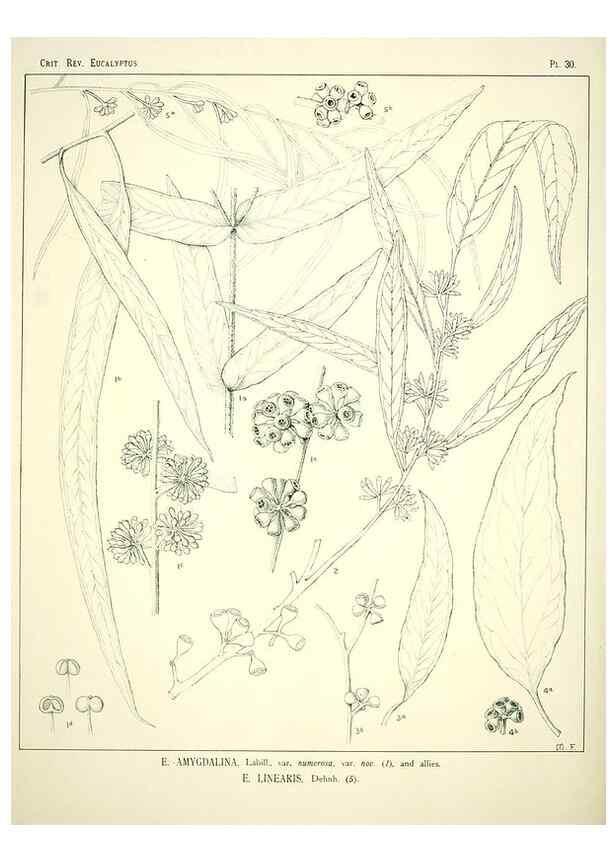 Reproducción/Reproduction 7374865646: A critical revision of the genus Eucalyptus,. Sydney,W. A. Gullick, government printer,1903-1933.