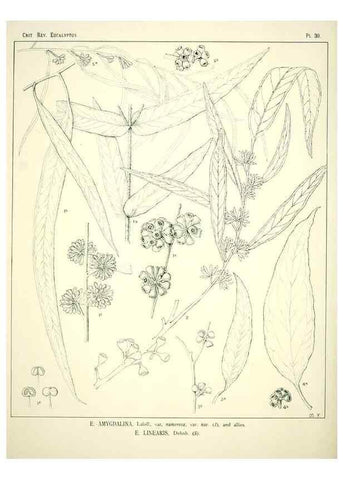 Reproducción/Reproduction 7374865646: A critical revision of the genus Eucalyptus,. Sydney,W. A. Gullick, government printer,1903-1933.
