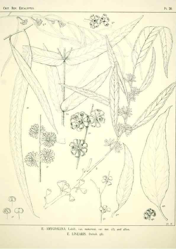 Reproducción/Reproduction 7374865646: A critical revision of the genus Eucalyptus,. Sydney,W. A. Gullick, government printer,1903-1933.