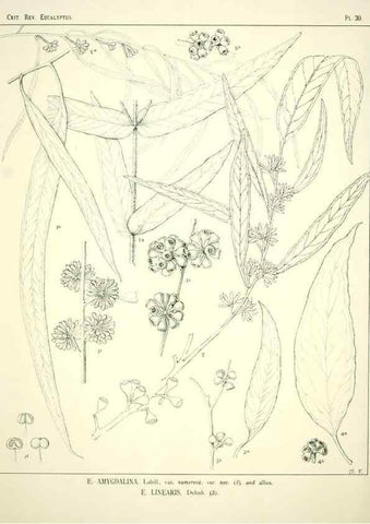 Reproducción/Reproduction 7374865646: A critical revision of the genus Eucalyptus,. Sydney,W. A. Gullick, government printer,1903-1933.