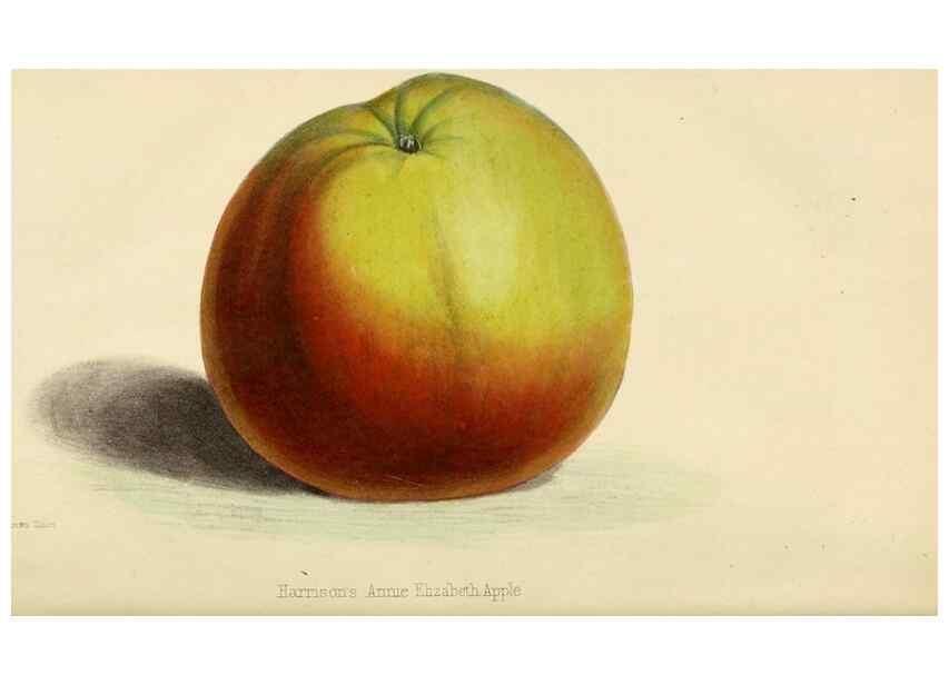 Reproducción/Reproduction 7375144856: The florist and pomologist.. London :""Journal of Horticulture"" Office,1863-1879.