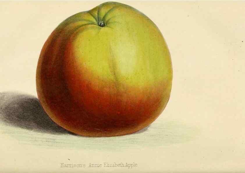 Reproducción/Reproduction 7375144856: The florist and pomologist.. London :""Journal of Horticulture"" Office,1863-1879.