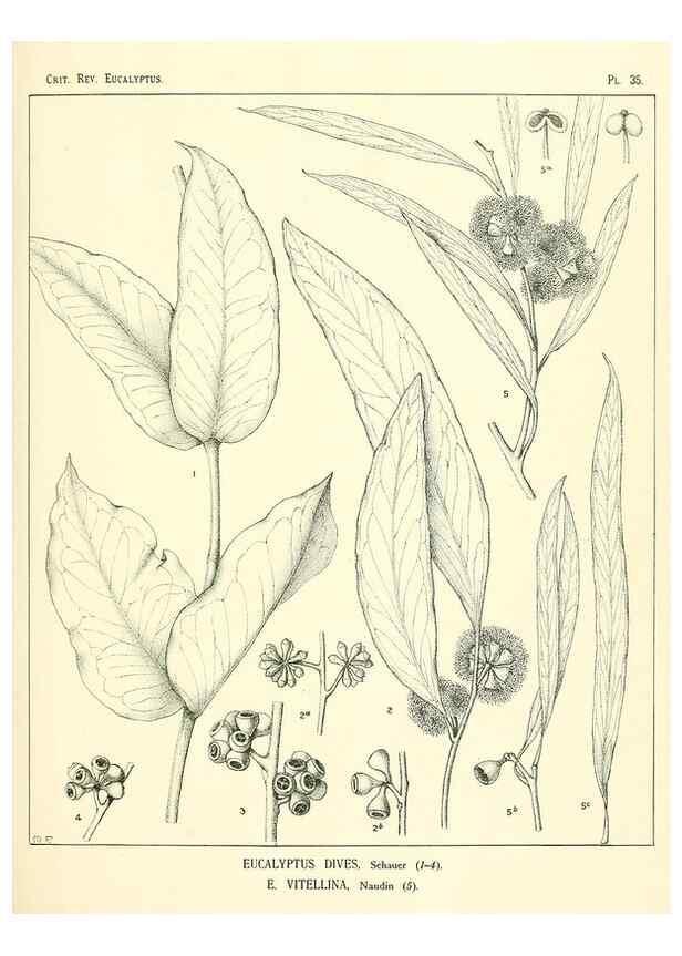 Reproducción/Reproduction 7374872840: A critical revision of the genus Eucalyptus,. Sydney,W. A. Gullick, government printer,1903-1933.