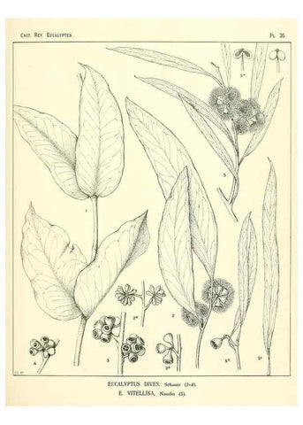 Reproducción/Reproduction 7374872840: A critical revision of the genus Eucalyptus,. Sydney,W. A. Gullick, government printer,1903-1933.
