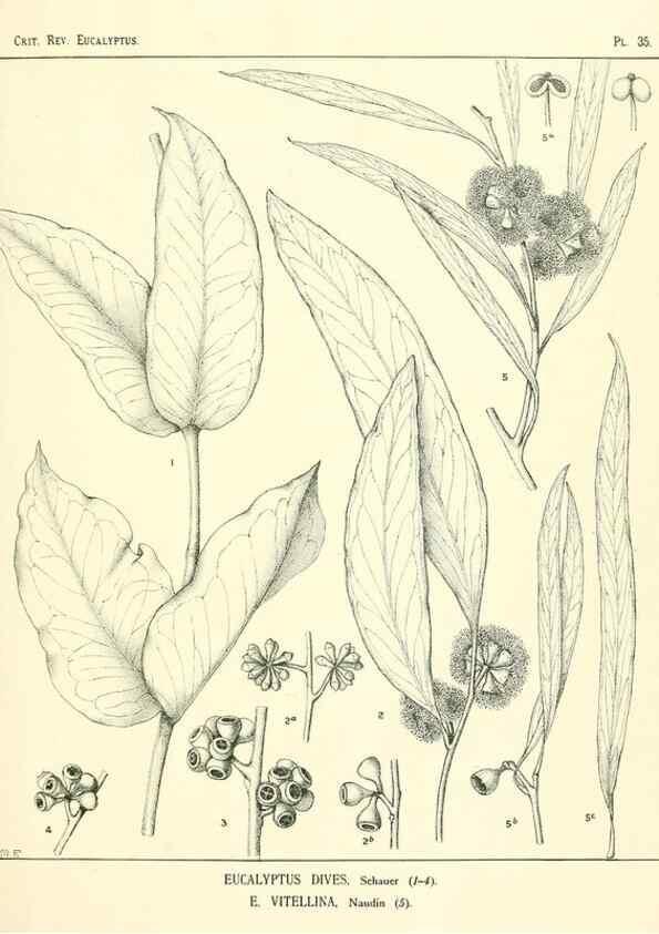 Reproducción/Reproduction 7374872840: A critical revision of the genus Eucalyptus,. Sydney,W. A. Gullick, government printer,1903-1933.