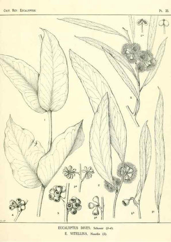 Reproducción/Reproduction 7374872840: A critical revision of the genus Eucalyptus,. Sydney,W. A. Gullick, government printer,1903-1933.