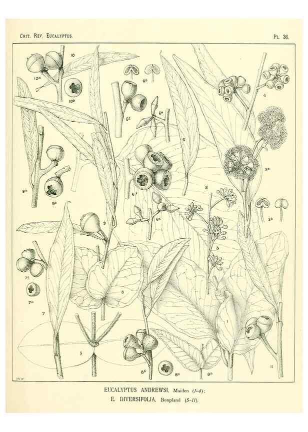 Reproducción/Reproduction 7189631805: A critical revision of the genus Eucalyptus,. Sydney,W. A. Gullick, government printer,1903-1933.