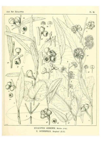 Reproducción/Reproduction 7189631805: A critical revision of the genus Eucalyptus,. Sydney,W. A. Gullick, government printer,1903-1933.