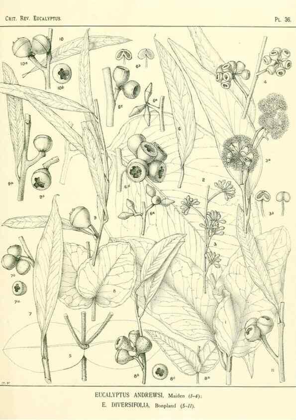 Reproducción/Reproduction 7189631805: A critical revision of the genus Eucalyptus,. Sydney,W. A. Gullick, government printer,1903-1933.