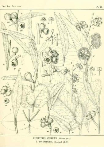 Reproducción/Reproduction 7189631805: A critical revision of the genus Eucalyptus,. Sydney,W. A. Gullick, government printer,1903-1933.