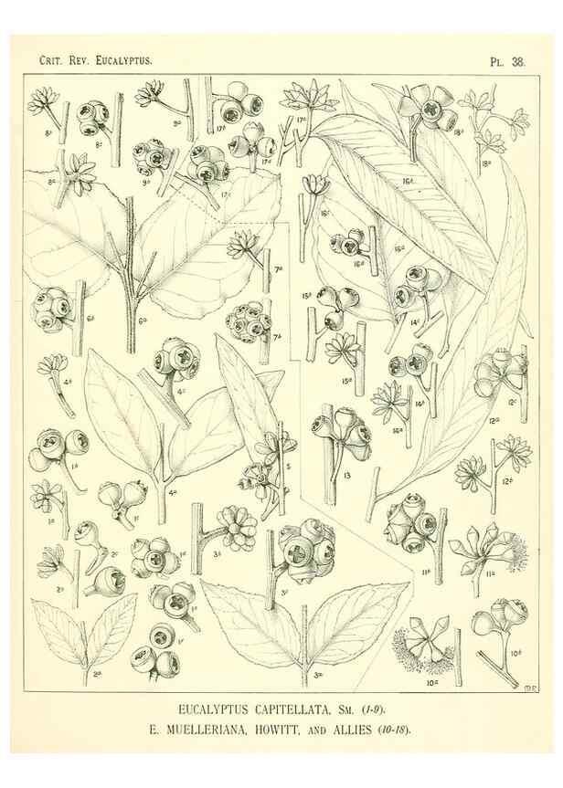 Reproducción/Reproduction 7189634399: A critical revision of the genus Eucalyptus,. Sydney,W. A. Gullick, government printer,1903-1933.