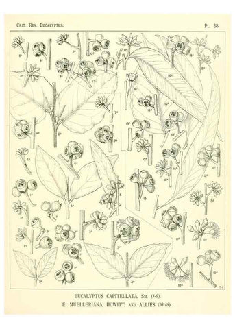 Reproducción/Reproduction 7189634399: A critical revision of the genus Eucalyptus,. Sydney,W. A. Gullick, government printer,1903-1933.